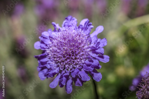 Lavender  Dwarf Pincushion flower   frontal view   close up