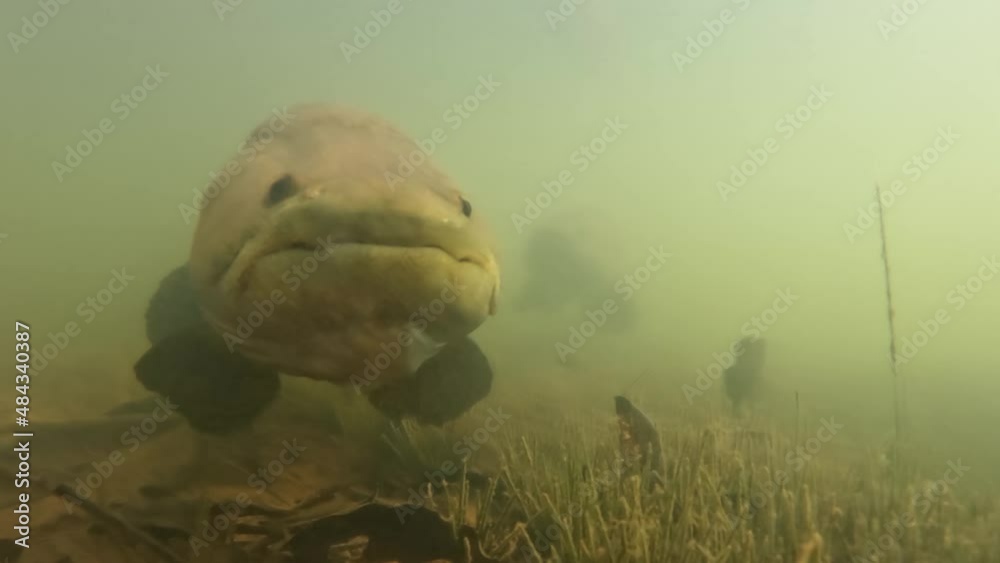 Wolf fish or traíra, freshwater predator under shallow and turbid water with movements typical of the species (Hoplias Malabaricus).Attack camera 