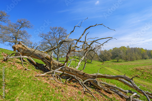 Old dead oak tree on a meadow on a beautiful spring day