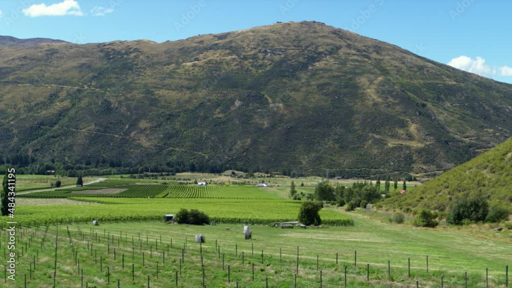 Aerial Moving Forward Over Vineyards Fields Nestled In A Lush Green Mountain Valley - Cromwell, New Zealand Aerial Moving Forward Over Vineyards Fields Nestled In A Lush Green Mountain Valley - Cromwell, New Zealand