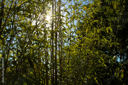 Bamboo