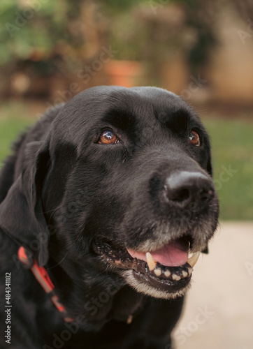 black labrador retriever