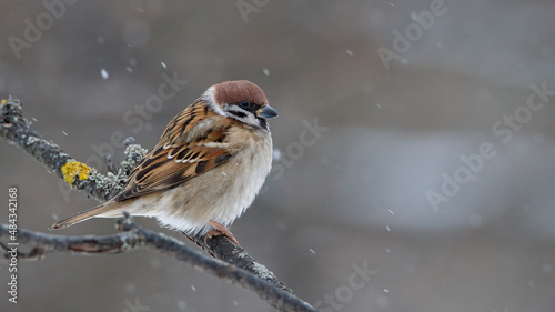 Frozen sparrow on a branch in winter forest