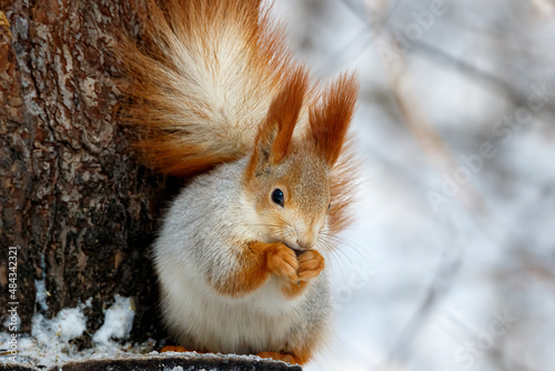 Red squirrel in the winter forest on a pine tree