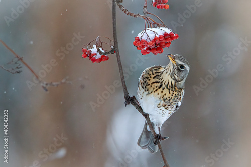 Thrush fieldfare regales on berries