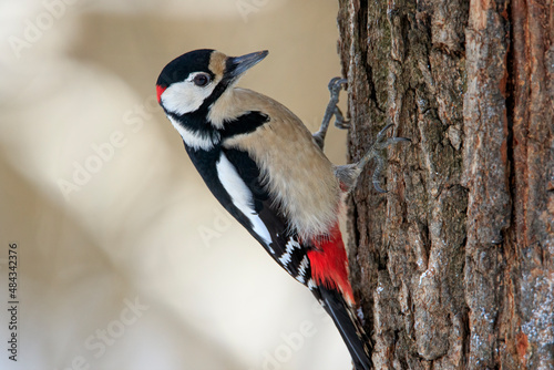 Great spotted woodpecker posing in a tree