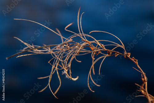 a dry thin branch on a background of blue water