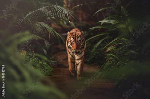 tygrys w lesie