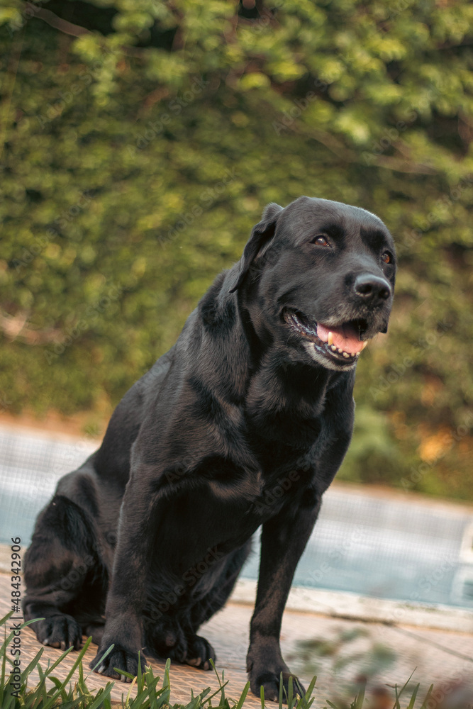 black labrador retriever