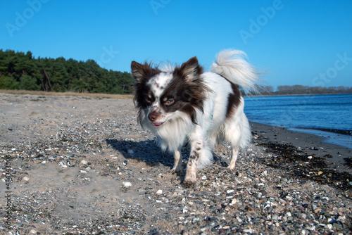 Chihuahua macht Urlaub auf Insel Rügen am Meer © Sabine Schönfeld