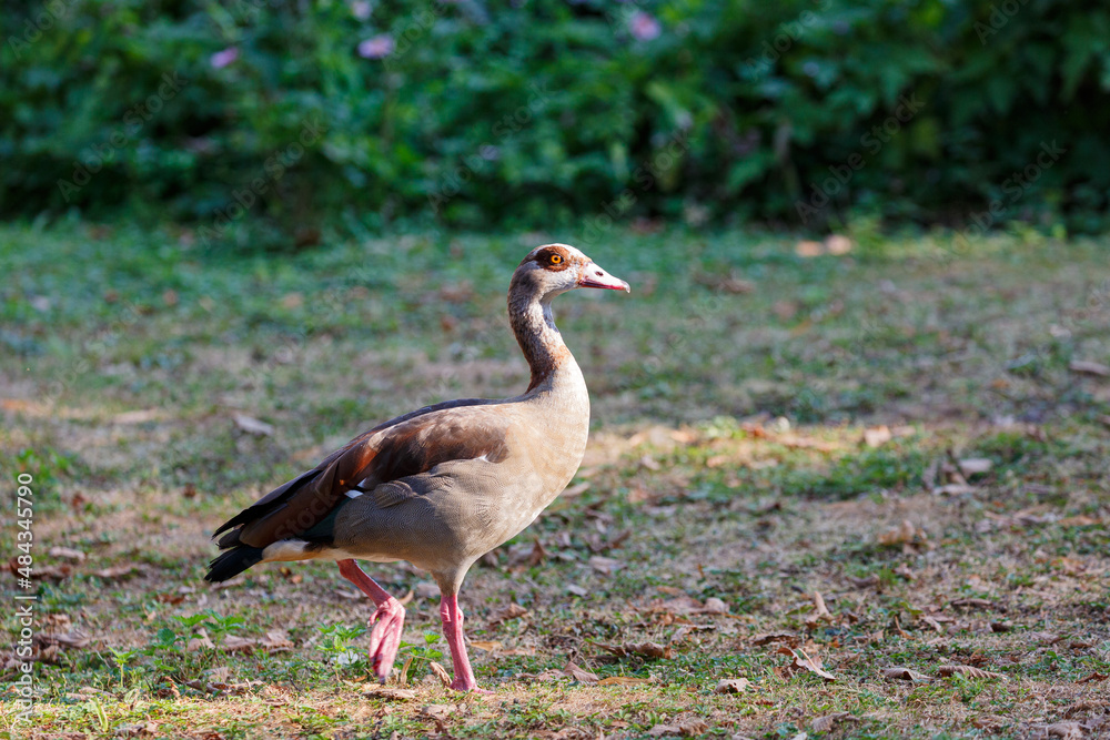 Egyptian goose on grass field in a park Egyptian goose on grass field in a park