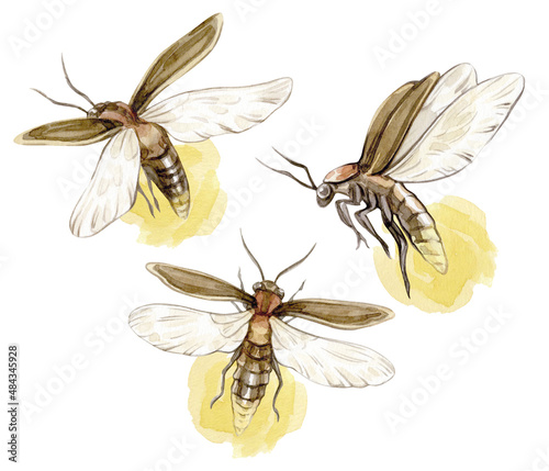 Watercolor vintage illustrations of glowing fireflies isolated on white background.