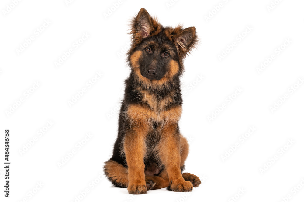 Adorable german shepherd puppy looking straight into camera. Photo is taken in studio with white background.