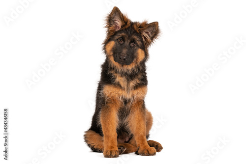Adorable german shepherd puppy looking straight into camera. Photo is taken in studio with white background.