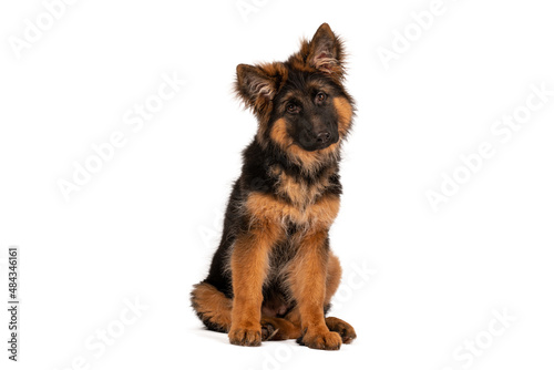 Adorable german shepherd puppy looking straight into camera. Photo is taken in studio with white background.