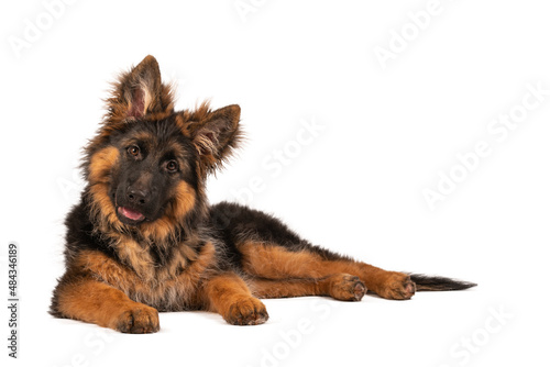 Adorable german shepherd puppy looking straight into camera. Photo is taken in studio with white background.