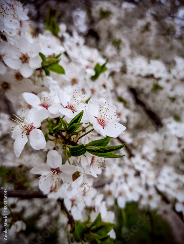 cherry tree flowers