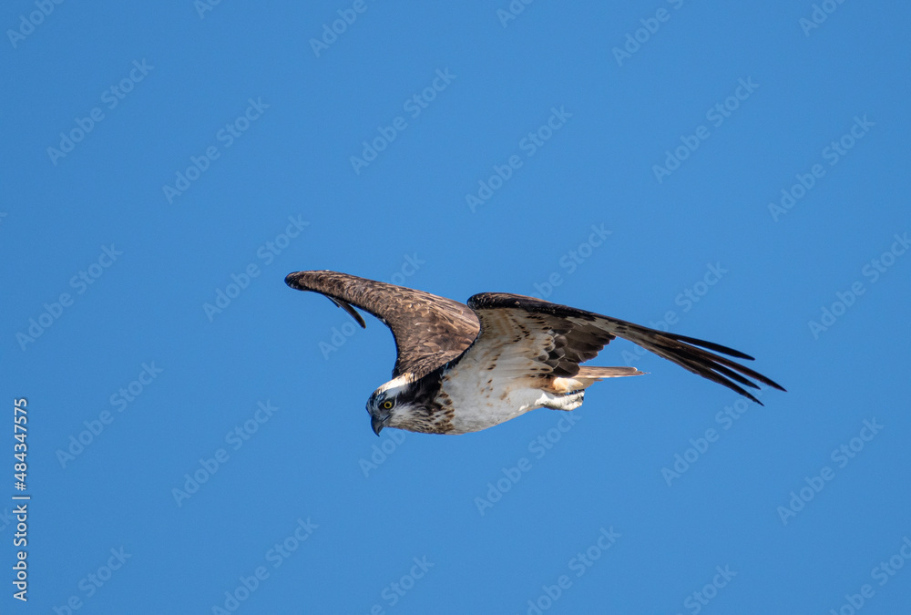 Obraz premium 大空を舞うミサゴ