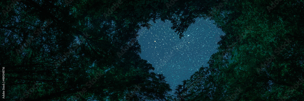 a panorama spring night forest trees in the center of the heart on Valentine's Day a panorama spring night forest trees in the center of the heart on Valentine's Day