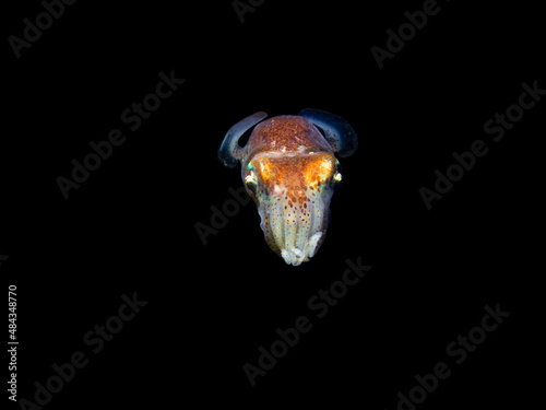 Bobtail Squid from Mediterranean sea  little Cuttle fish - Sepiola sp. in the night on a black background