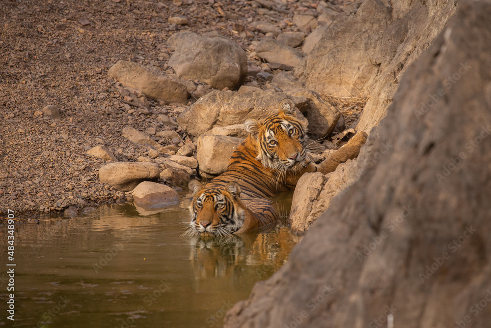 Obraz premium Tiger in the nature habitat. Tiger male walking head on composition. Wildlife scene with danger animal. Hot summer in Rajasthan, India. Dry trees with beautiful indian tiger, Panthera tigris