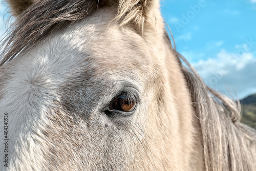 Close up portrait of white horse head. White horse s eye with long eyelashes. Natural light. Selective focus.
