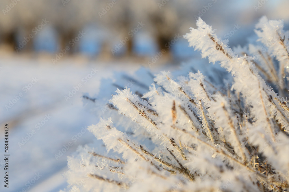 frozen grass on natural snowy background frozen grass on natural snowy background