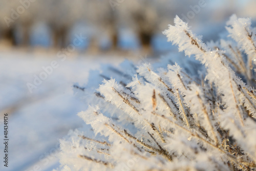 frozen grass on natural snowy background