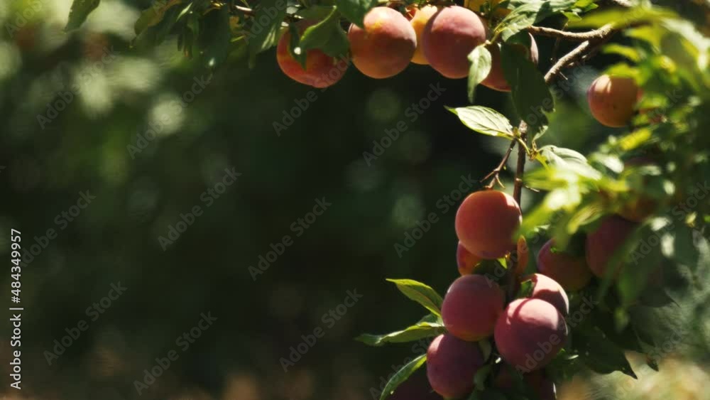 shooting of a peach tree branch on an Israeli fruit plantation
