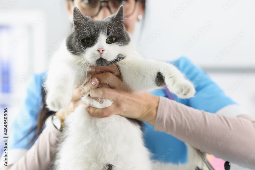 Woman veterinarian holding fluffy cat in clinic closeup Woman veterinarian holding fluffy cat in clinic closeup