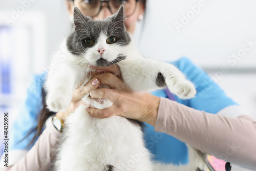 Woman veterinarian holding fluffy cat in clinic closeup