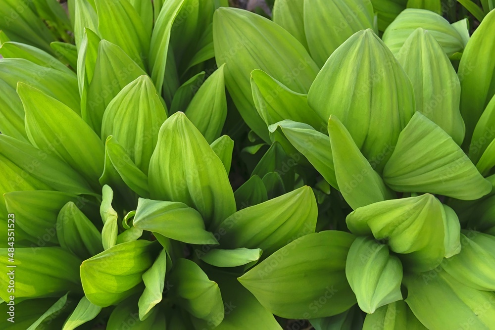 Wild Garlic ( Allium ursinum ) leaves closeup Wild Garlic ( Allium ursinum ) leaves closeup