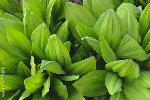 Wild Garlic ( Allium ursinum ) leaves closeup