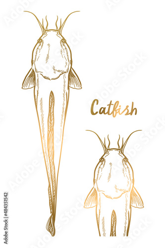 vector catfish gold stripes on a white background
