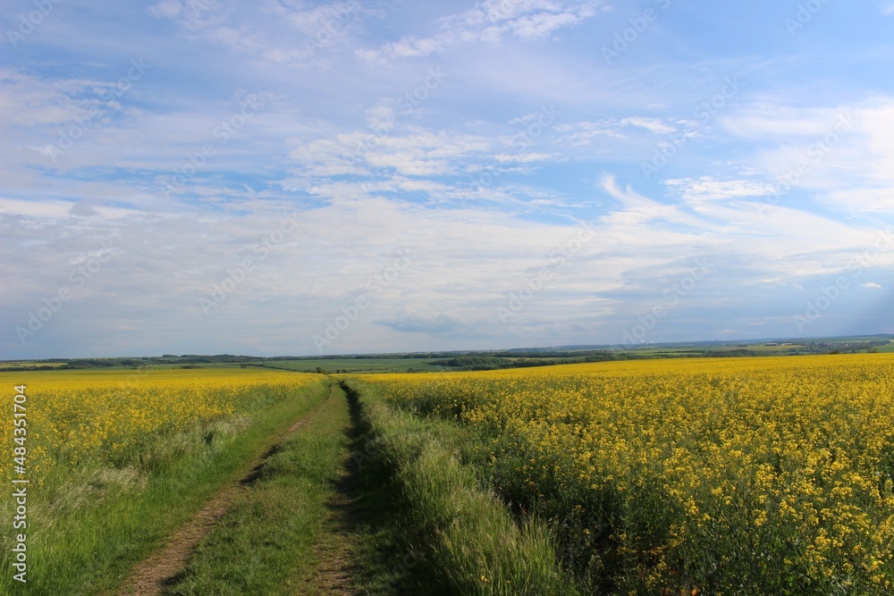 landscape with yellow field and blue sky, path between  