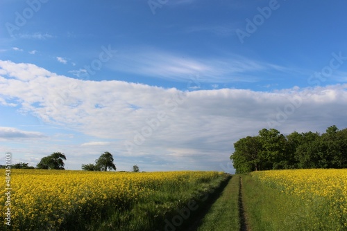 Fototapeta Naklejka Na Ścianę i Meble -  landscape with yellow field and blue summer sky