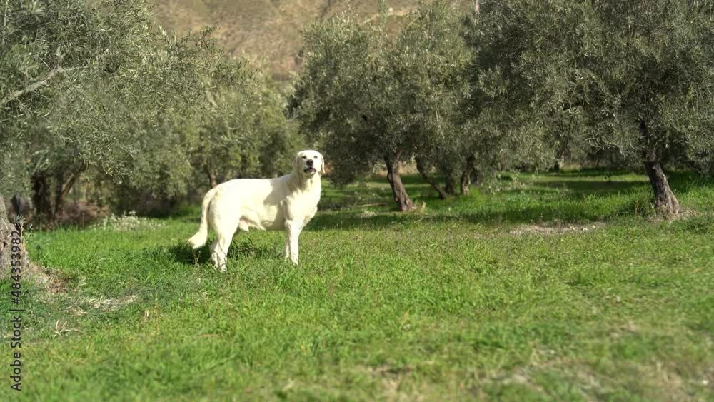 Perro blanco en cesped en al sierra de granada vigilando arboles olivos 