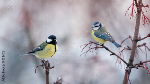 birds tit and lapis lazuli sit in the park on the branches opposite each other
