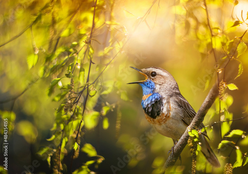 male varakushka bird sits on the branches of a tree in a sunny spring garden ...
