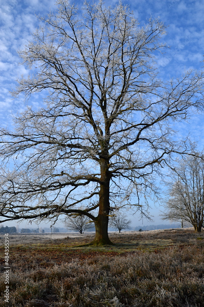 Winter Landschaft in der Lüneburger Heide, Niedersachsen Winter Landschaft in der Lüneburger Heide, Niedersachsen