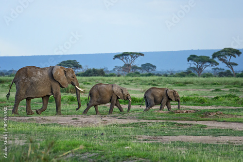 African Bush Elephant - Loxodonta africana  iconic member of African big five  Amboseli  Kenya.