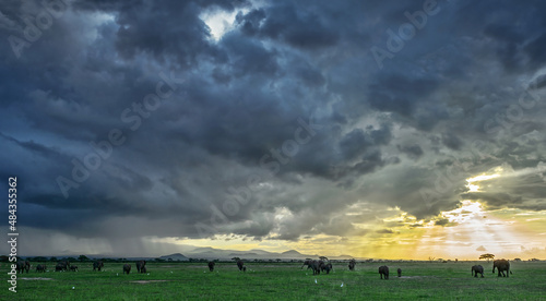 Canvas Print African Bush Elephant - Loxodonta africana, iconic member of African big five, Amboseli, Kenya