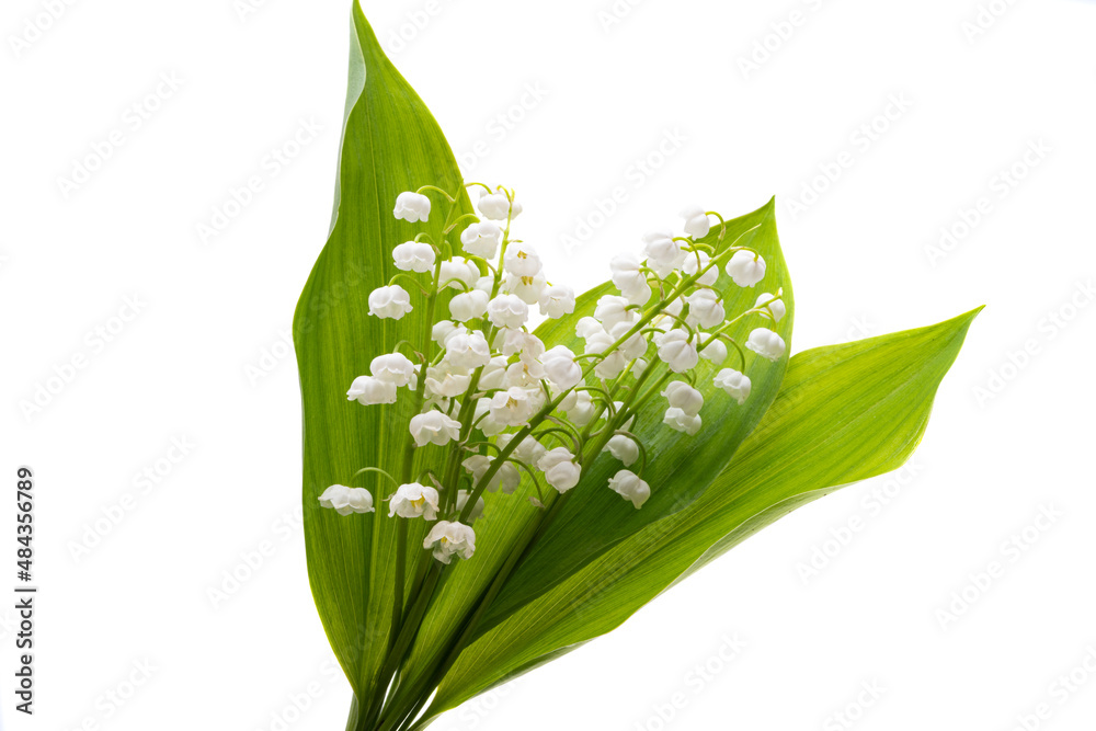 Fototapeta premium bouquet of lilies of the valley isolated