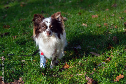 Chihuahua mit Beinverletzung