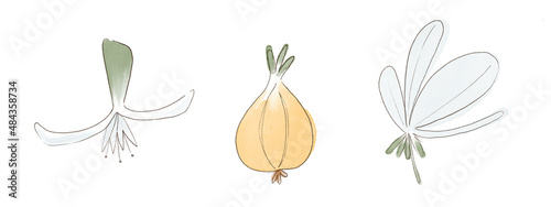 Watercolor illustration. Primrose, bulb and flower on a white background.