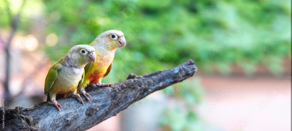 parrots sitting on the branch in courtship love ceremony in forest.