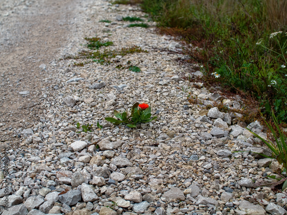the flower grew among the stones the flower grew among the stones