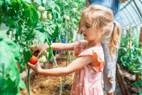Harvesting with children. Cute little girl picking greenhouse tomatoes with grandmother on sunny summer day, parent engage child in agricultural activities during tomato harvest time. Selective focus