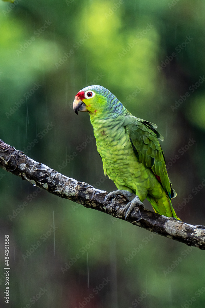Red-lored Parrot, Amazona autumnalis. Parrot from deep rain forest. Portrait of light green parrot with red head. Wildlife scene from Costa Rica.