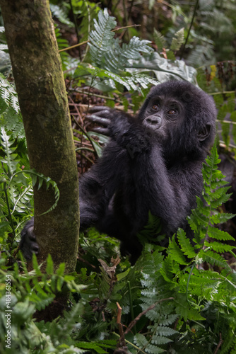 The mountain gorilla  Gorilla beringei beringei  is a subspecies of eastern gorilla. This is the second largest primate in the world